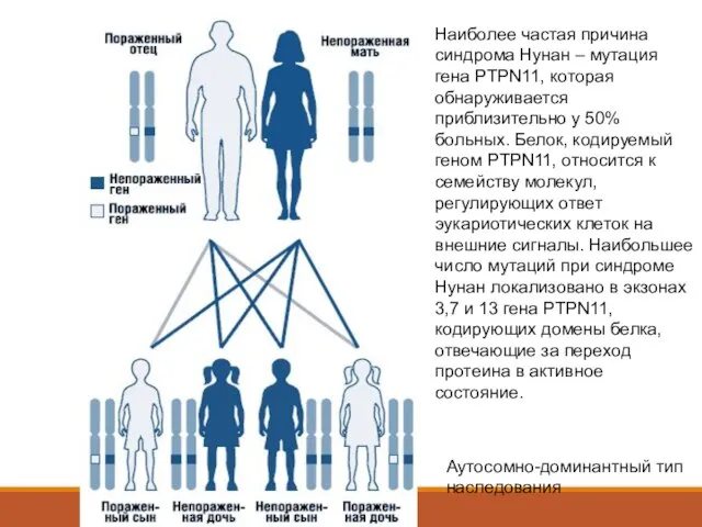 Аутосомно-доминантный тип наследования Наиболее частая причина синдрома Нунан – мутация гена PTPN11,