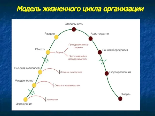 Модель жизненного цикла организации