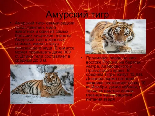 Амурский тигр Амурский тигр- самый редкий представитель мира животных и один из