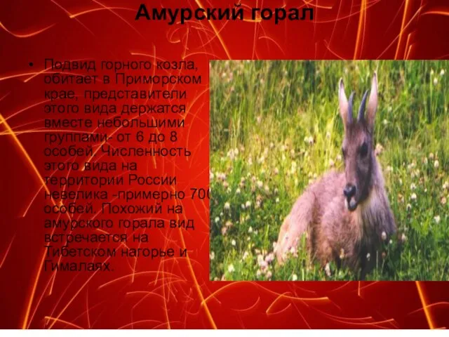 Амурский горал Подвид горного козла, обитает в Приморском крае, представители этого вида