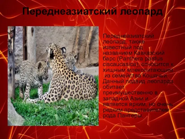 Переднеазиатский леопард Переднеазиатский леопард, также известный под названием Кавказский барс (Panthera pardus
