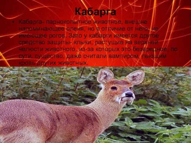 Кабарга Кабарга- парнокопытное животное, внешне напоминающее оленя, но в отличие от него,