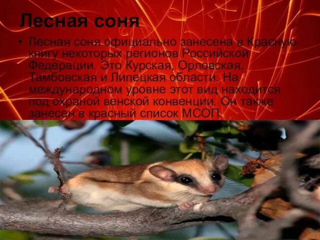 Лесная соня Лесная соня официально занесена в Красную книгу некоторых регионов Российской