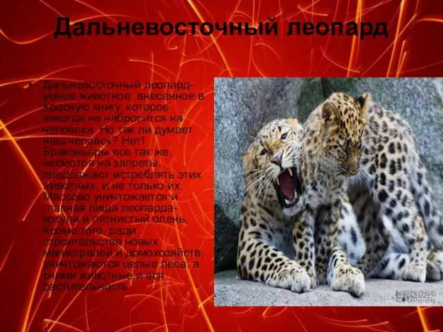 Дальневосточный леопард Дальневосточный леопард- умное животное, внесенное в Красную книгу, которое никогда