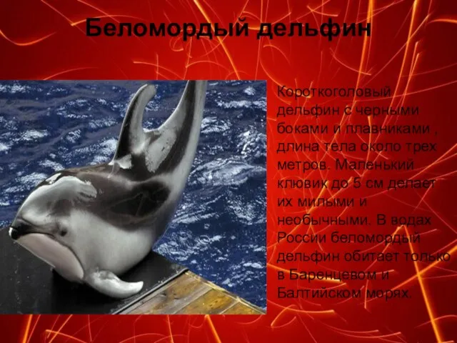 Беломордый дельфин Короткоголовый дельфин с черными боками и плавниками , длина тела