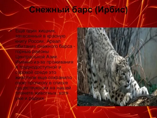 Снежный барс (Ирбис) Еще один хищник, занесенный в красную книгу России. Ареал