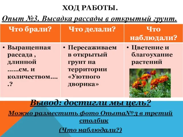 ХОД РАБОТЫ. Опыт №3. Высадка рассады в открытый грунт. Вывод: достигли мы