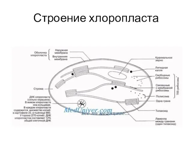 Строение хлоропласта