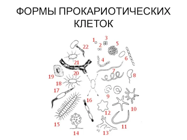 ФОРМЫ ПРОКАРИОТИЧЕСКИХ КЛЕТОК