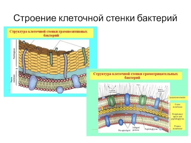Строение клеточной стенки бактерий
