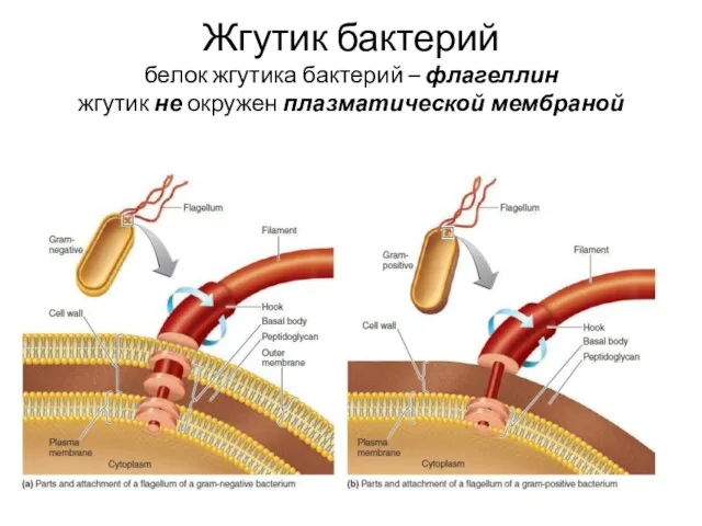 Жгутик бактерий белок жгутика бактерий – флагеллин жгутик не окружен плазматической мембраной