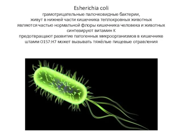 Esherichia coli грамотрицательные палочковидные бактерии, живут в нижней части кишечника теплокровных животных