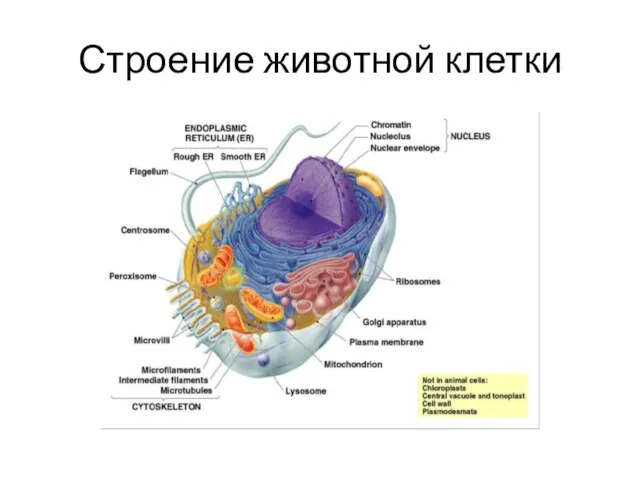 Строение животной клетки