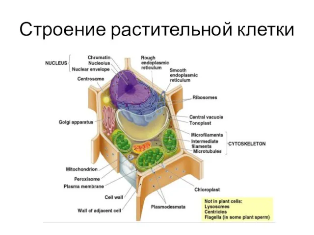 Строение растительной клетки