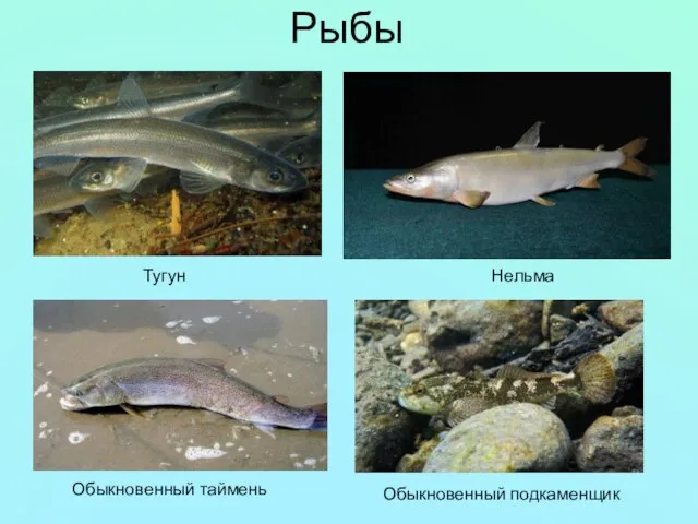 Рыбы Тугун Нельма Обыкновенный таймень Обыкновенный подкаменщик