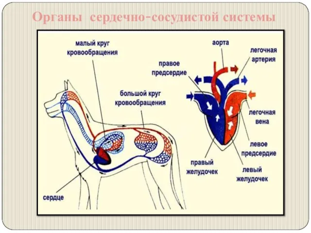 Органы сердечно-сосудистой системы