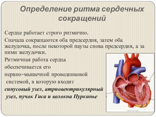 Определение ритма сердечных сокращений Сердце работает строго ритмично. Сначала сокращаются оба предсердия,