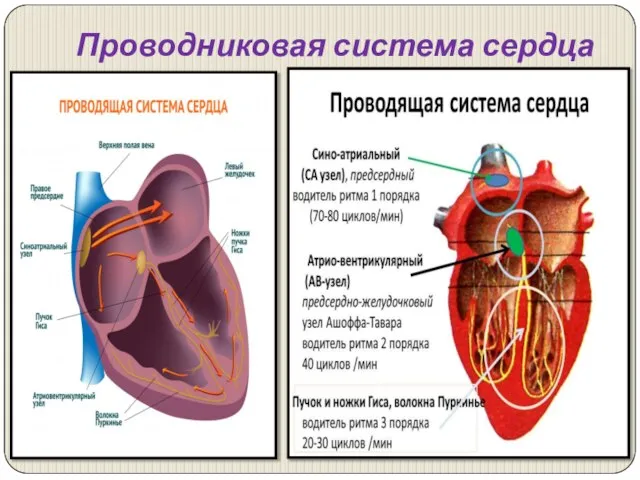 Проводниковая система сердца