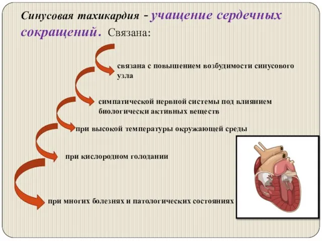 Синусовая тахикардия - учащение сердечных сокращений. Связана: связана с повышением возбудимости синусового