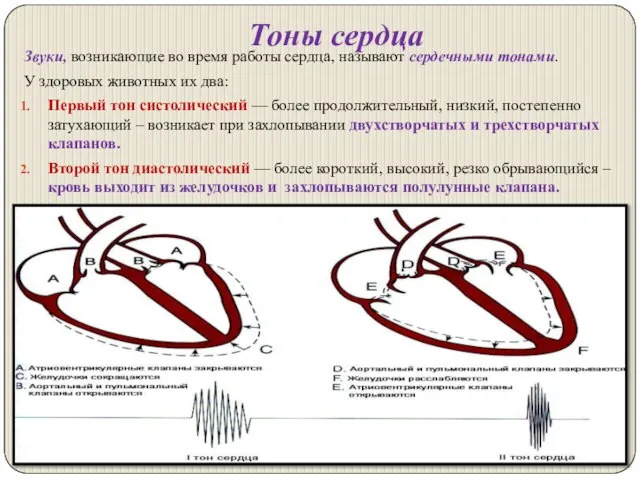 Тоны сердца Звуки, возникающие во время работы сердца, называют сердечными тонами. У