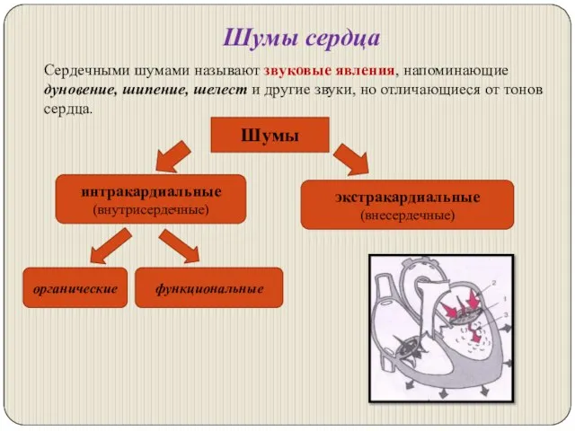 Шумы сердца Сердечными шумами называют звуковые явления, напоминающие дуновение, шипение, шелест и