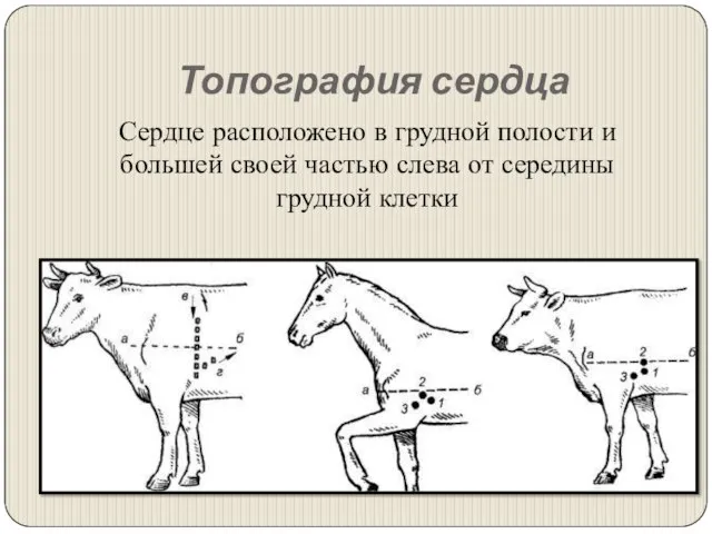 Топография сердца Сердце расположено в грудной полости и большей своей частью слева от середины грудной клетки