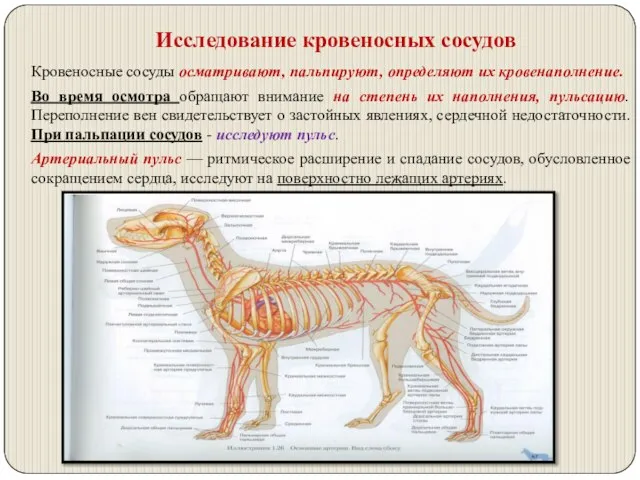 Исследование кровеносных сосудов Кровеносные сосуды осматривают, пальпируют, определяют их кровенаполнение. Во время