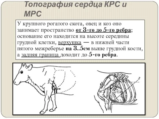 Топография сердца КРС и МРС У крупного рогатого скота, овец и коз