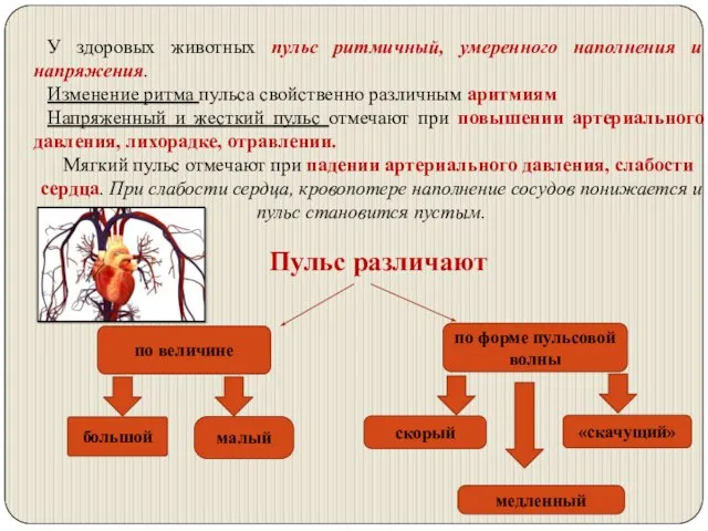 У здоровых животных пульс ритмичный, умеренного наполнения и напряжения. Изменение ритма пульса