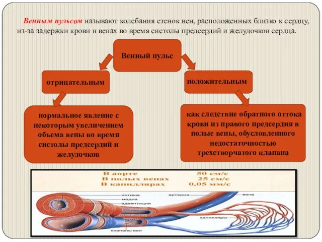 Венным пульсом называют колебания стенок вен, расположенных близко к сердцу, из-за задержки