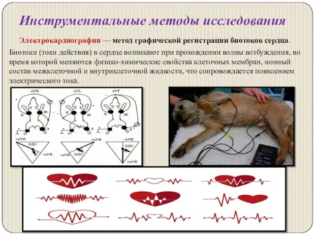 Инструментальные методы исследования Электрокардиография — метод графической регистрации биотоков сердца. Биотоки (токи