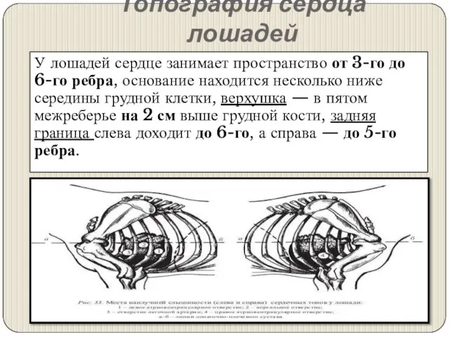 Топография сердца лошадей У лошадей сердце занимает пространство от 3-го до 6-го