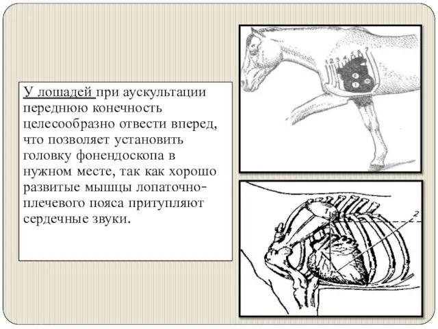 У лошадей при аускультации переднюю конечность целесообразно отвести вперед, что позволяет установить