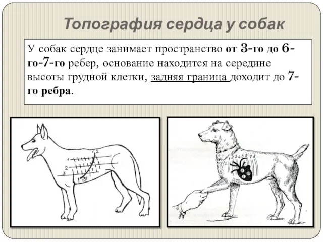 Топография сердца у собак У собак сердце занимает пространство от 3-го до