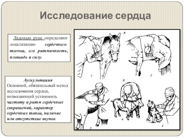 Исследование сердца Ладонью руки определяют локализацию сердечного толчка, его ритмичность, площадь и