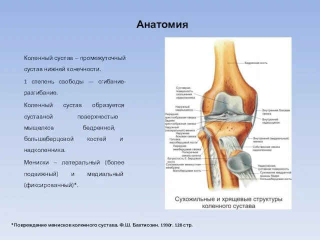 Анатомия Коленный сустав – промежуточный сустав нижней конечности. 1 степень свободы —