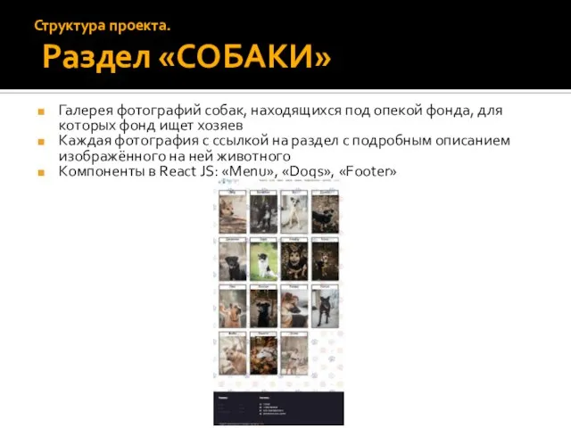 Галерея фотографий собак, находящихся под опекой фонда, для которых фонд ищет хозяев