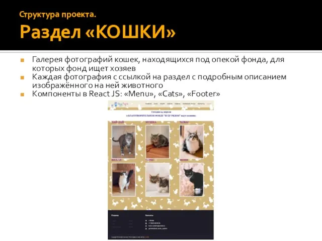 Галерея фотографий кошек, находящихся под опекой фонда, для которых фонд ищет хозяев