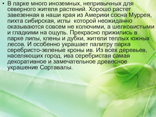 В парке много иноземных, непривычных для северного жителя растений. Хорошо растет завезенная