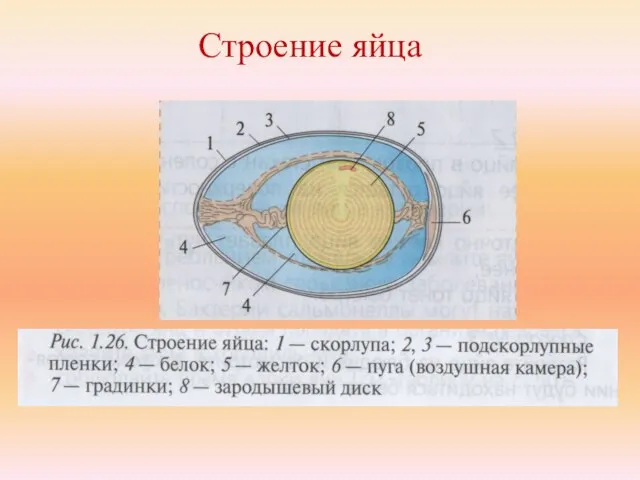 Строение яйца