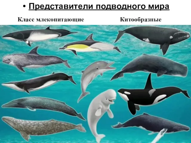 Представители подводного мира Класс млекопитающие Китообразные