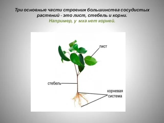 Три основные части строения большинства сосудистых растений - это лист, стебель и