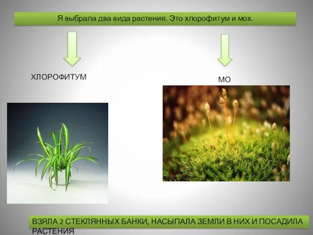 Я выбрала два вида растения. Это хлорофитум и мох. ХЛОРОФИТУМ МОХ ВЗЯЛА