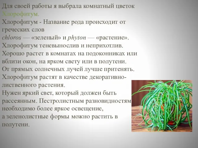 Для своей работы я выбрала комнатный цветок Хлорофитум. Хлорофитум - Название рода