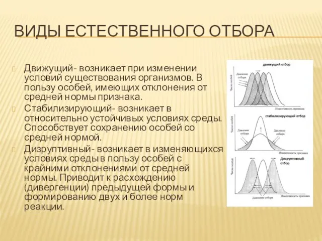 ВИДЫ ЕСТЕСТВЕННОГО ОТБОРА Движущий- возникает при изменении условий существования организмов. В пользу