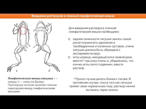 Лимфатические мешки лягушки. I — сверху; II — снизу (по Брэму). Пунктирные