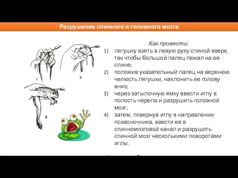 Разрушение спинного и головного мозга Как провести: лягушку взять в левую руку