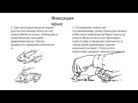 Фиксация крыс 1. При некоторых манипуляциях достаточно бывает взять его за кожу