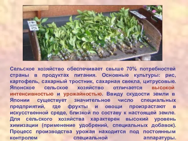 Сельское хозяйство обеспечивает свыше 70% потребностей страны в продуктах питания. Основные культуры: