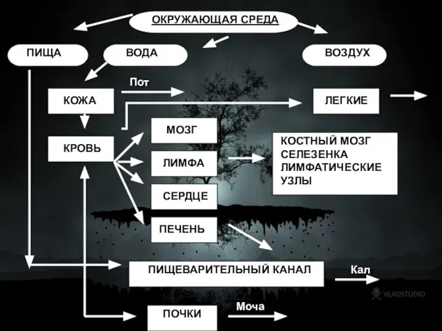 ОКРУЖАЮЩАЯ СРЕДА ПИЩА ВОДА КОЖА КРОВЬ МОЗГ ЛИМФА СЕРДЦЕ ПЕЧЕНЬ ВОЗДУХ ПИЩЕВАРИТЕЛЬНЫЙ